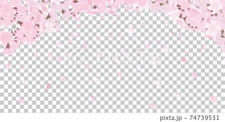 ソメイヨシノ 背景素材 ソメイヨシノ 背景素材 74739531