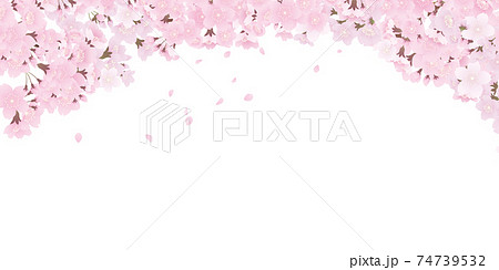 ソメイヨシノ　背景素材 74739532