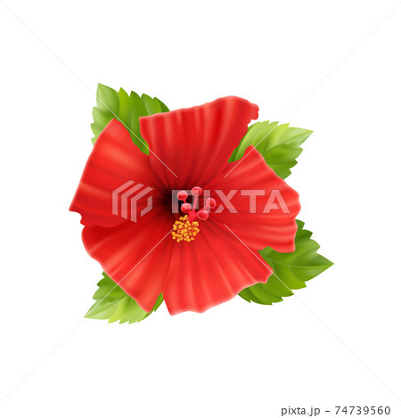 Realistic Hibiscus Flower Composition 74739560