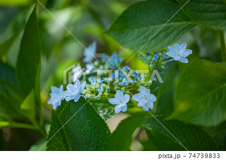 梅雨に咲きほこる万葉の花 アジサイ 梅雨に咲きほこる万葉の花 アジサイ 74739833