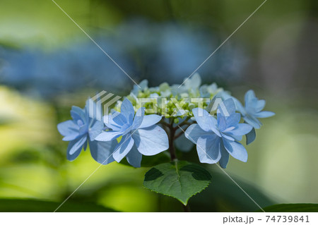 梅雨に咲きほこる万葉の花　アジサイ 74739841