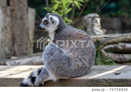 The ring-tailed lemur, Lemur catta is a large strepsirrhine primate and the most recognized lemur due to its long, black and white ringed tail The ring-tailed lemur, Lemur catta is a large strepsirrhine primate and the most recognized lemur due to its long, black and white ringed tail 74739930