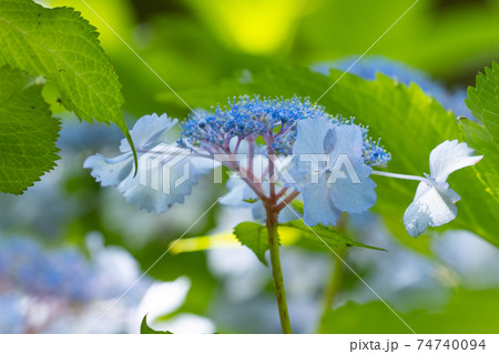 梅雨に咲きほこる万葉の花　アジサイ 74740094