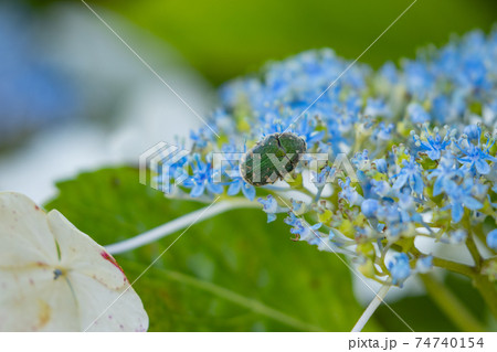 梅雨に咲きほこる万葉の花　アジサイ 74740154