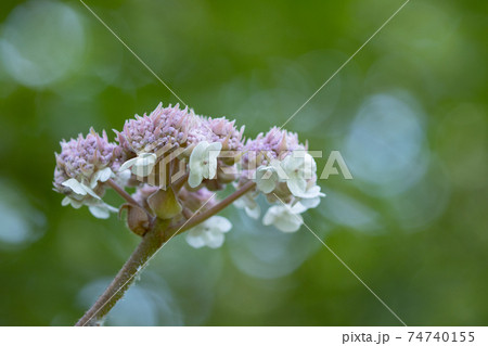 梅雨に咲きほこる万葉の花　アジサイ 74740155