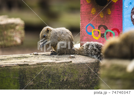 町田リス園のタイワンリス 町田リス園のタイワンリス 74740347