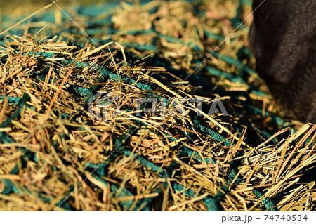 Close up of hay under a green hay net 74740534
