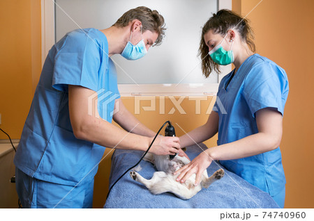 Veterinary doctor with assistant shaving dog, preparing for operation. 74740960
