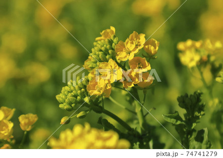 菜の花畑 春 菜の花畑 春 74741279
