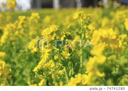 菜の花畑 春 菜の花畑 春 74741280
