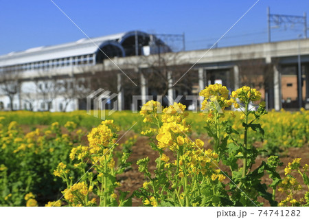 菜の花畑　川和町駅前　春 74741282