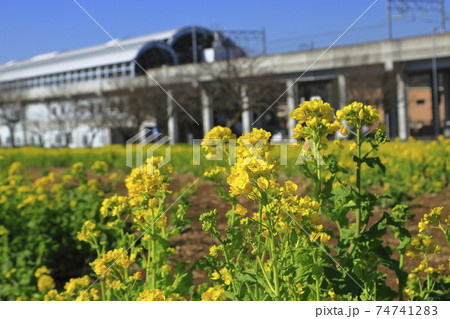 菜の花畑 川和町駅前 春 菜の花畑 川和町駅前 春 74741283