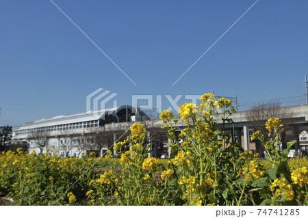 菜の花畑 川和町駅前 春 菜の花畑 川和町駅前 春 74741285