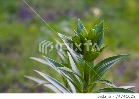 Lilly flower on the background green summer Garden. 74741628