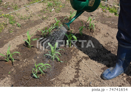 家庭菜園・畑作業あれこれ 家庭菜園・畑作業あれこれ 74741654