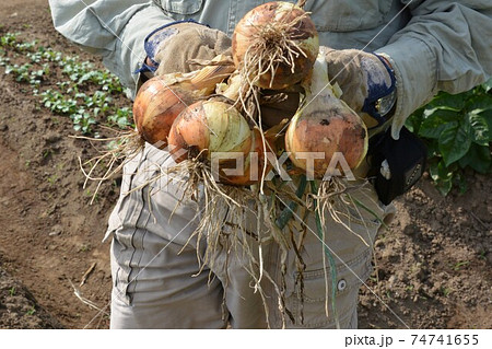 家庭菜園・畑作業あれこれ 家庭菜園・畑作業あれこれ 74741655