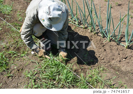 家庭菜園・畑作業あれこれ  74741657