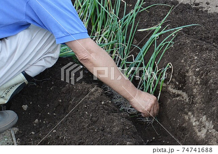 家庭菜園・畑作業あれこれ 74741688