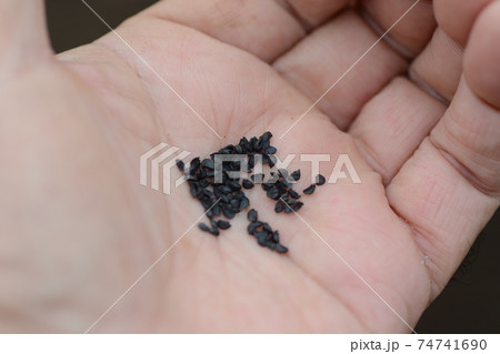 家庭菜園・畑作業あれこれ 74741690