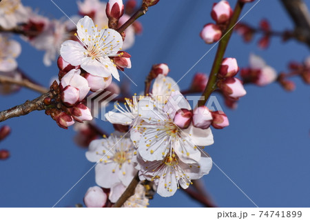 ぶんご梅 74741899