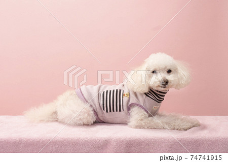 お座りして微笑むトイプードル 74741915