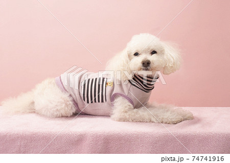 お座りして微笑むトイプードル 74741916
