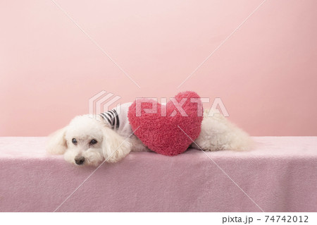 赤いハートと伏せた白いトイプードルのトマト 74742012