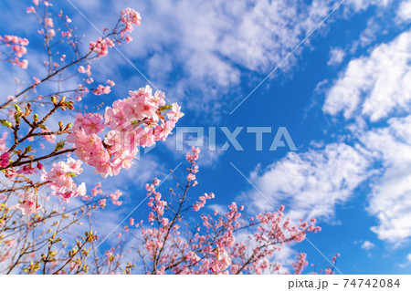 河津桜 河津桜 74742084