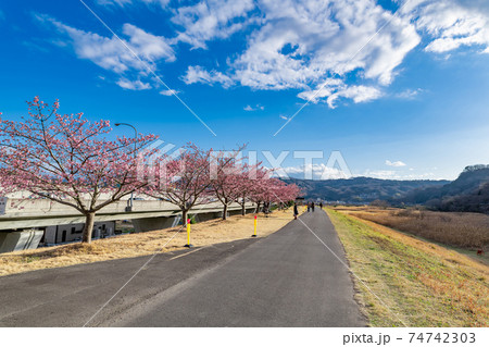 静岡県伊豆の国市大仁 読売巨人軍 長嶋茂雄ランニングロード 静岡県伊豆の国市大仁 読売巨人軍 長嶋茂雄ランニングロード 74742303
