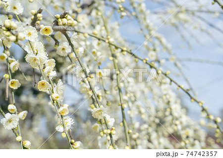 早春の梅の枝 しだれの白梅 早春の梅の枝 しだれの白梅 74742357