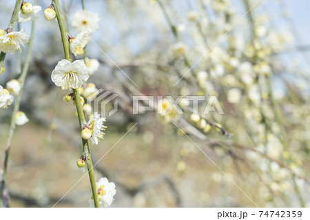 早春の梅の枝 しだれの白梅 早春の梅の枝 しだれの白梅 74742359