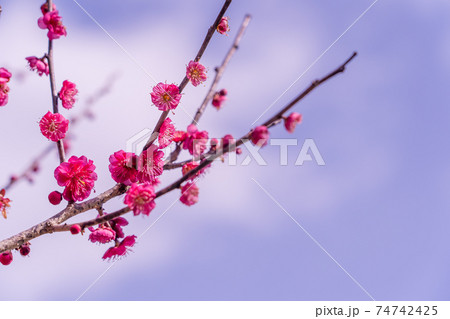 早春の梅の枝 早春の梅の枝 74742425