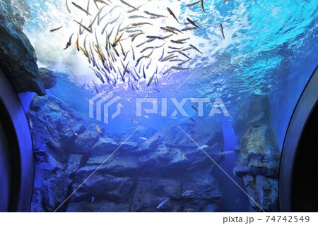 北の大地の水族館・滝つぼ水槽(北海道北見市留辺蘂町) 北の大地の水族館・滝つぼ水槽(北海道北見市留辺蘂町) 74742549