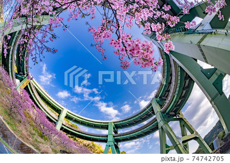 静岡県賀茂郡河津町 ループ橋と上条の河津桜 静岡県賀茂郡河津町 ループ橋と上条の河津桜 74742705
