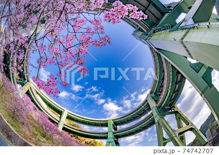 静岡県賀茂郡河津町　ループ橋と上条の河津桜 74742707