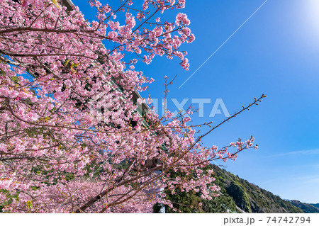 静岡県賀茂郡河津町　上条の河津桜 74742794