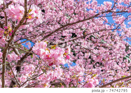 静岡県賀茂郡河津町　上条の河津桜 74742795