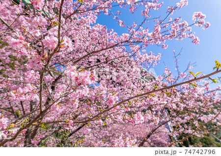 静岡県賀茂郡河津町 上条の河津桜 静岡県賀茂郡河津町 上条の河津桜 74742796