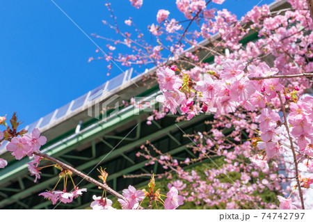 静岡県賀茂郡河津町　上条の河津桜 74742797