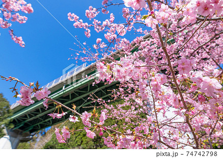 静岡県賀茂郡河津町 上条の河津桜 静岡県賀茂郡河津町 上条の河津桜 74742798