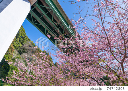 静岡県賀茂郡河津町 上条の河津桜 静岡県賀茂郡河津町 上条の河津桜 74742803