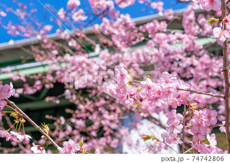 静岡県賀茂郡河津町　上条の河津桜 74742806