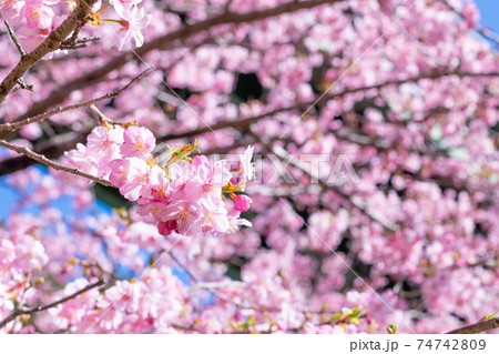 静岡県賀茂郡河津町　上条の河津桜 74742809