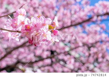 静岡県賀茂郡河津町 上条の河津桜 静岡県賀茂郡河津町 上条の河津桜 74742814
