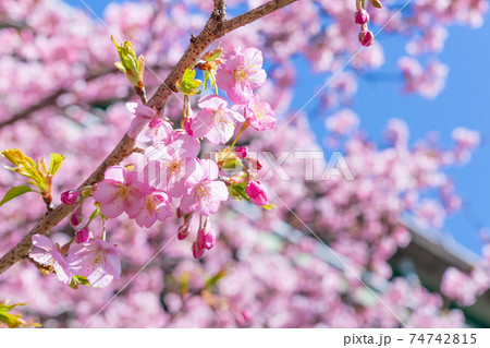 静岡県賀茂郡河津町 上条の河津桜 静岡県賀茂郡河津町 上条の河津桜 74742815