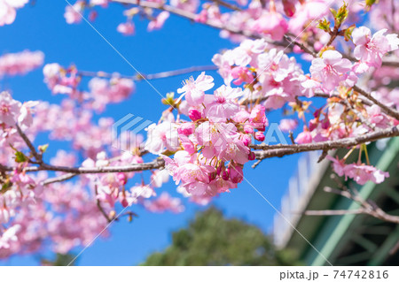 静岡県賀茂郡河津町 上条の河津桜 静岡県賀茂郡河津町 上条の河津桜 74742816