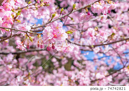 静岡県賀茂郡河津町 上条の河津桜 静岡県賀茂郡河津町 上条の河津桜 74742821