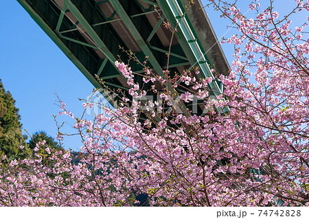 静岡県賀茂郡河津町　上条の河津桜 74742828