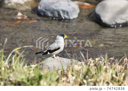 イカル　浅羽ビオトープ　埼玉県坂戸市 74742836