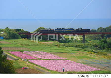 東シナ海に面する、鹿児島のコスモス畑 東シナ海に面する、鹿児島のコスモス畑 74743047